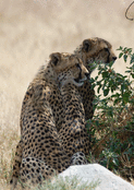 Duo de gu&eacute;pards complices dans la nature